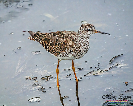 Lesser Yellowlegs 410