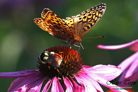 Silver-bordered Fritillary
