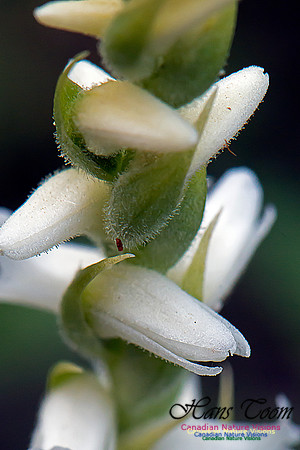 Nodding Ladies Tresses Orchid