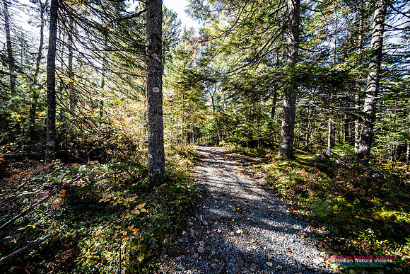 Woodland Stroll 118
