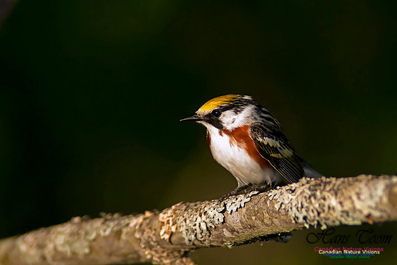 Chestnut-sided Warbler