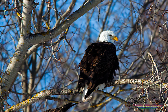 Bald Eagle