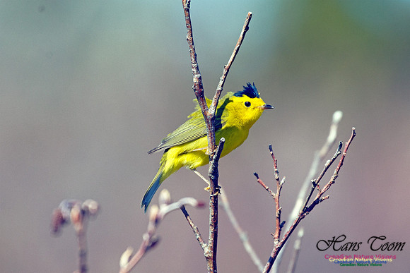 Wilson's Warbler 3