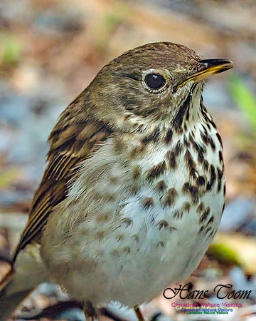 Hermit Thrush 752