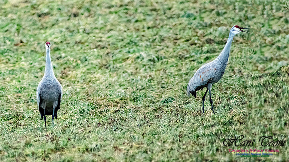 Sandhill Crane 808