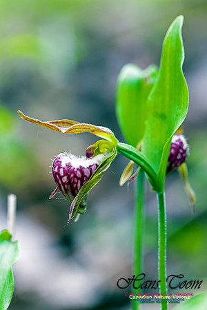 Ram's Head Orchid 3