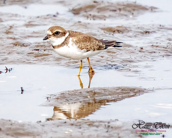Semipalmated Plover 356