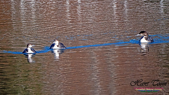 Common Loon 906