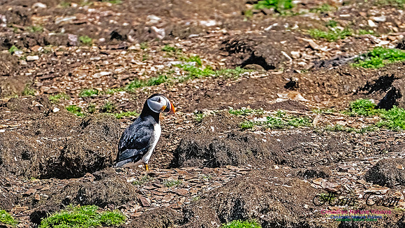 Elliston and Atlantic Puffins 141