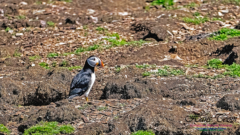 Elliston and Atlantic Puffins 141