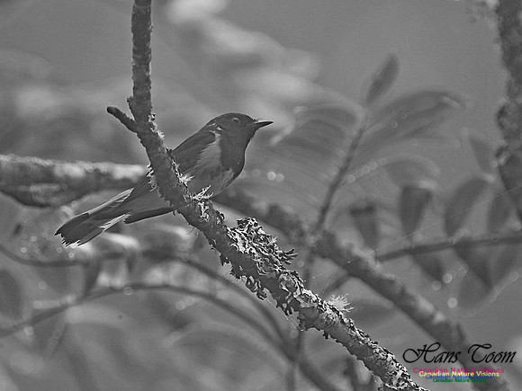 American Redstart 200-1