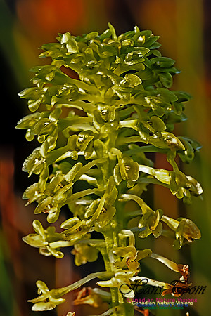 Green Adder's Mouth Orchid