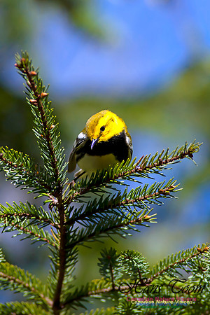 Black-throated Green Warbler