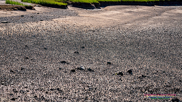 Peeps Evangeline Beach 2024 928