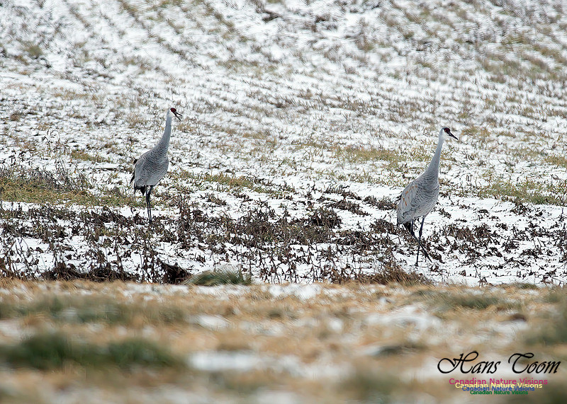 Sandhill Crane 702