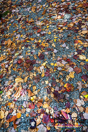 Woodland Stroll 108