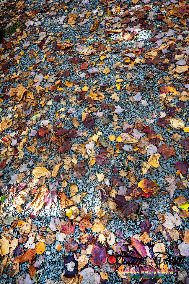 Woodland Stroll 108