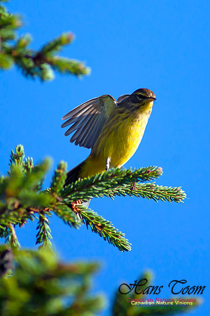 Palm Warbler
