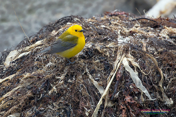 Prothonotary Warbler 36