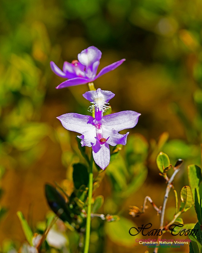 Grass Pink Orchid 101