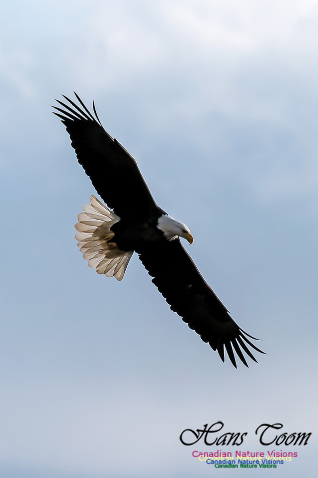 Bald Eagle