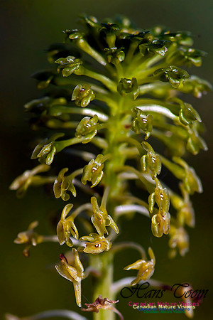 Green Adders Mouth Orchid