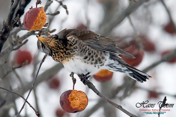 Fieldfare