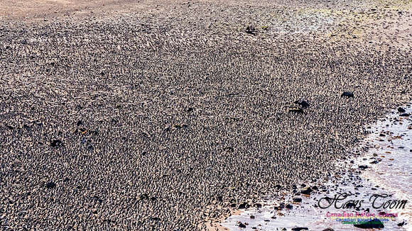 Peeps Evangeline Beach 2024 911
