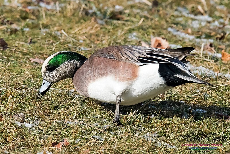 American Wigeon