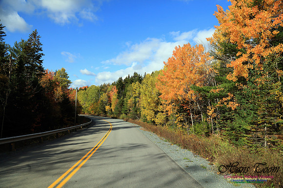 FallColours2016-1024