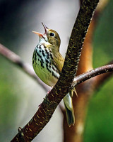 Early Warblers