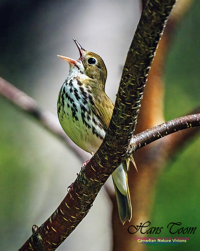 Ovenbird 351