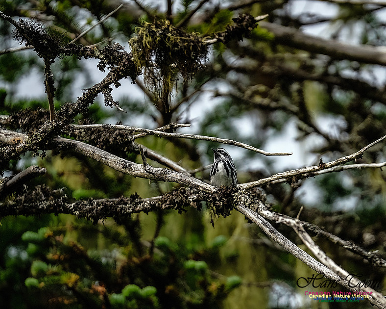 Black-and-White Warbler 101