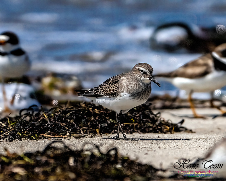 Baird's Sandpiper 100