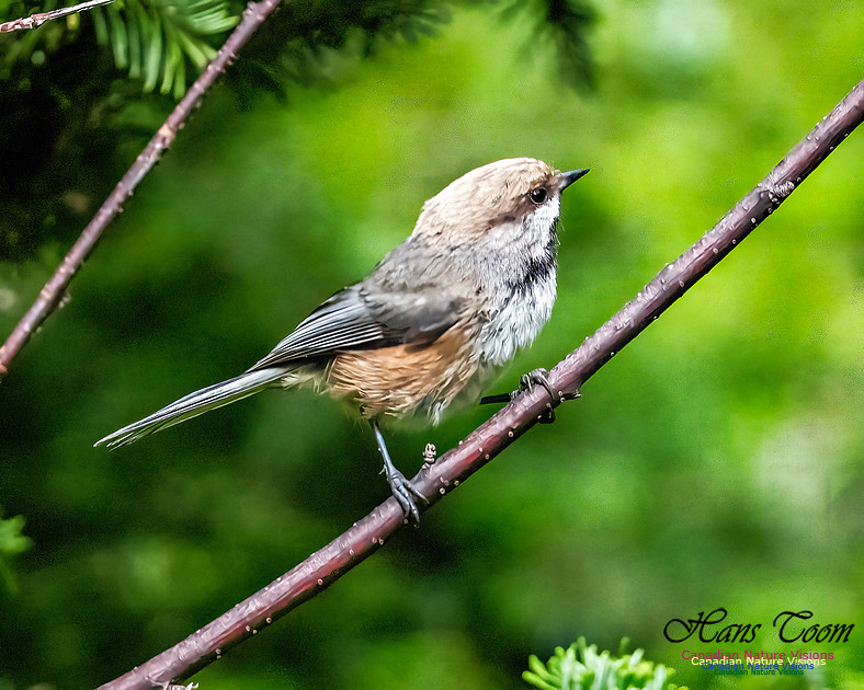 Boreal Chickadee 102
