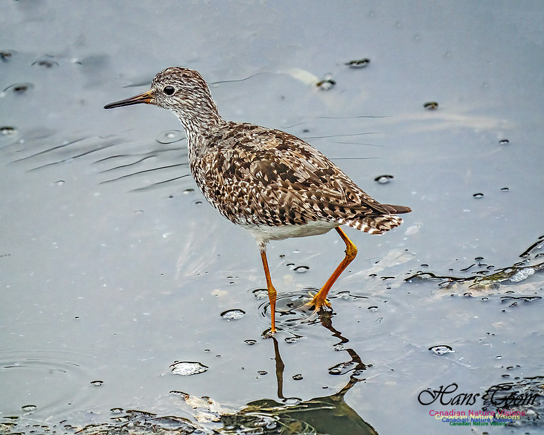 Lesser Yellowlegs 404