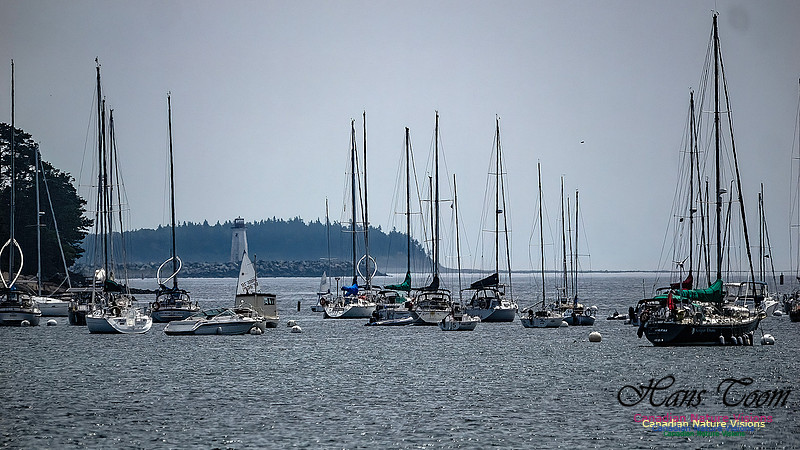 Sailboats at Northwest Arm 101