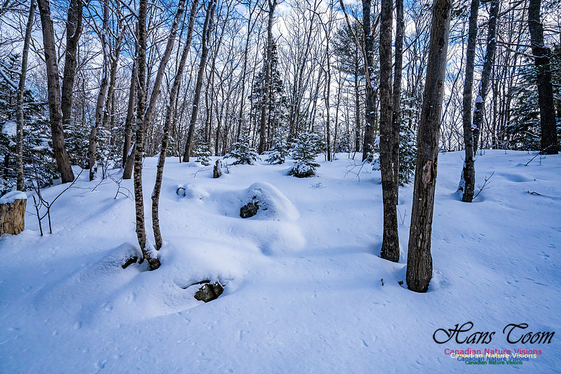 Some Winter Scenes 156
