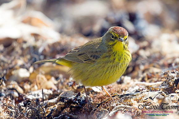 Palm Warbler 3