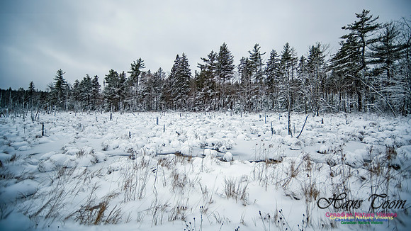 December Snow Scenes in Nova Scotia 120