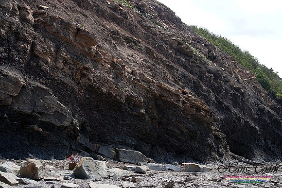 Joggins Fossil Cliffs 106