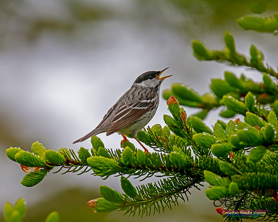 Blackpoll Warbler 107