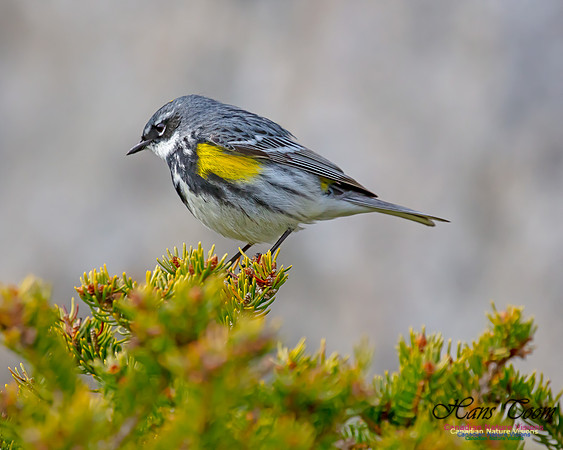 Yellow-rumped Warbler 34