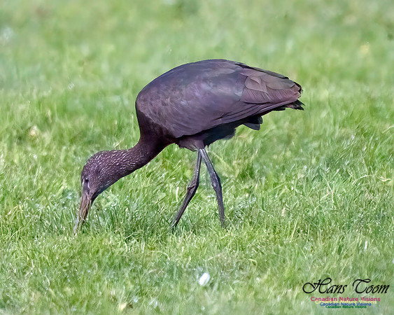 Glossy Ibis 101