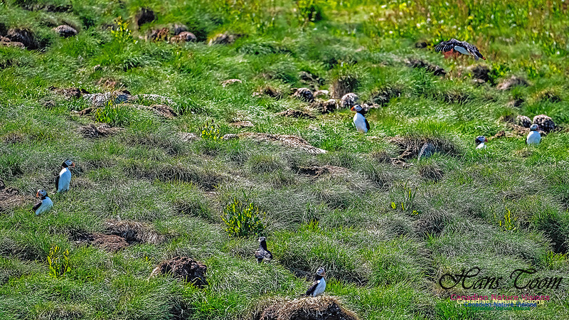 Great Island Puffins 119