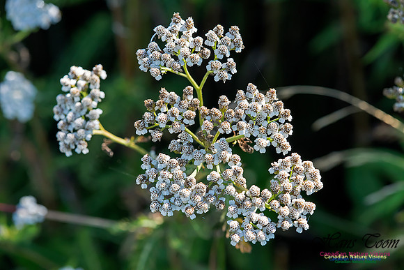 Yarrow