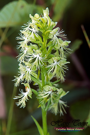 Ragged Fringed Orchid