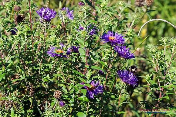 Aster