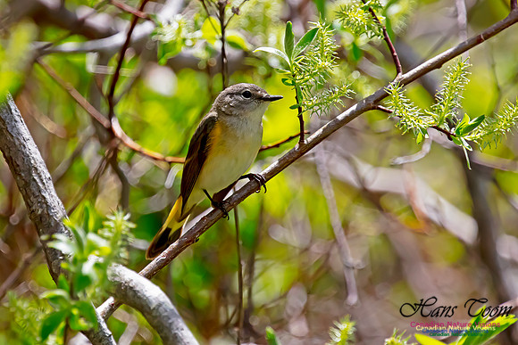 American Redstart 40