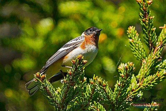 Bay-breasted Warbler 100